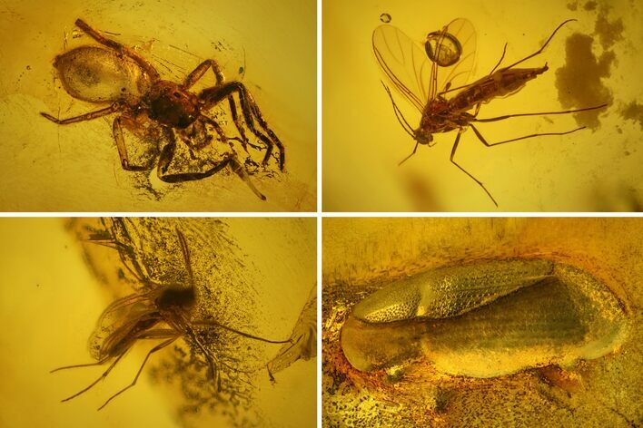 Detailed Fossil Flies, Spider and Beetle in Baltic Amber #128317